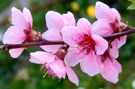 有桃花意思|桃花的花語和代表意義